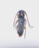 Phytoecia pustulata